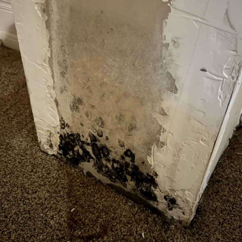 Professional Mold Removal in Barber County, KS
